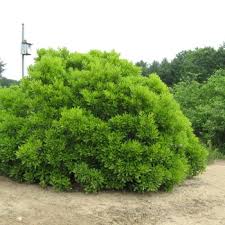Image result for Myrica serrata