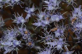 Image result for Haumaniastrum