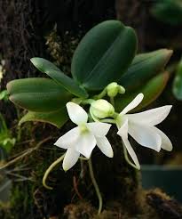 Image result for Aerangis ugandensis