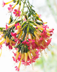 Image result for Cantua