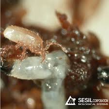 Image result for Vitellariopsis