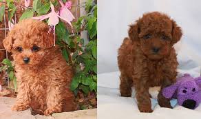 For curly coats, professional clipping must be performed. Mini Poodle Craigslist Pasteurinstituteindia Com