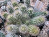 Image result for Loxodera caespitosa