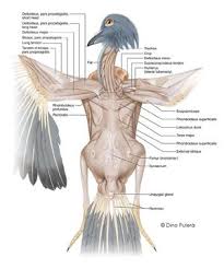 Pigeon Muscles Jpg Pigeon Anatomy Illustrated Vogelkunde Tiergrafik Pferd Anatomie