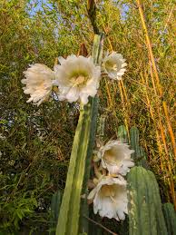 The san pedro cactus, echinopsis pachanoi or trichocereus pachanoi, of the cactus family, is known in traditional medicine, for human use and for veterinary use. My San Pedro Is Flowering Fir The Second Time In 20 Years Cactus