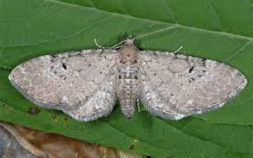 Image result for Eupithecia icterata
