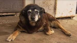 5.9 the weight of water (2000) dvdrip 7.4 avengers: World S Oldest Dog Maggie The Kelpie Dies Aged 30