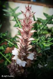 Image result for Acanthus montanus