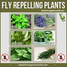The Top 6 Fly Repelling Plants For Your Home And Garden Plants That Repel Flies Plants Plants That Repel Bugs