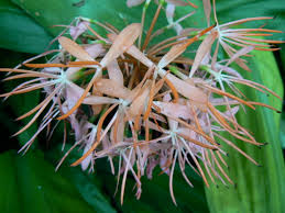 Image result for Scadoxus cinnabarinus