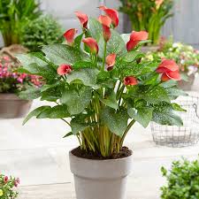 Image result for Zantedeschia