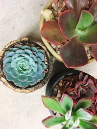 Pin On Gardening