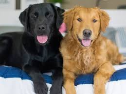 The latest tweets from yellow lab puppy (@littleyellowpup). 11 Questions You Need To Ask Before Buying A Goldador Animalso
