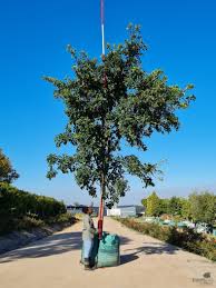 Image result for Ficus natalensis