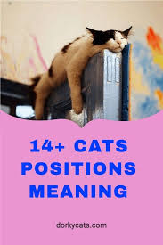 14 Cats Positions You Should Know Cat Position Cat Sleeping Positions Position Meaning