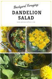 Backyard Foraging Dandelion Salad Permacrafters Dandelion Salad Dandelion Leaves Dandelion