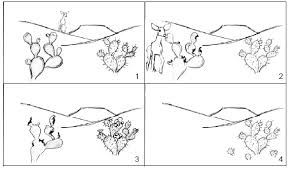 Read the following situations below and identify the 5 points of darwin's natural selection. Https Www Scienceteacherprogram Org Pdf Naturalselectionworksheet Pdf