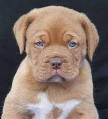 Vhandham Dogue De Bordeaux American Staffordshire Terriers Puppy Friends Bordeaux Dog Cute Little Dogs