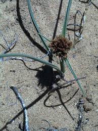 Image result for Cyperus chersinus