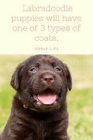 My Labradoodle Puppy Has Straight Hair Oodle Dogs In 2020 Labradoodle Labradoodle Puppy Labradoodle Ears