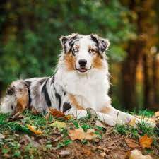 Our team of experts is here to help you choose a puppy that. Australian Shepherd Puppies For Sale Available In Phoenix Tucson Az