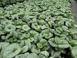 Image result for Sebaea brachyphylla