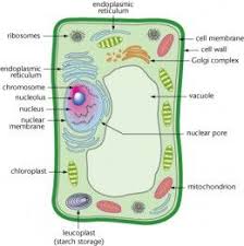 Maybe you would like to learn more about one of these? 8 Children Education Ideas Animal Cell Kids Education Education