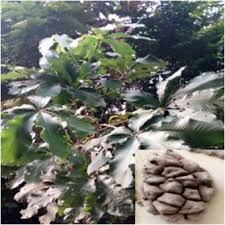 Image result for Xylopia aethiopica