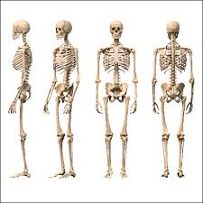 Each diagram can be printed in color or black and white. 18 Skeletal System Facts For Kids Students And Teachers