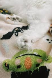 spoopy bean floofs 🐾🎃 : rToefeathers