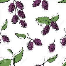 手でシームレスなパターンをベクトルには、桑の実 が描かれています。白い背景に黒のアウトラインと緑色の葉と紫のベリーの枝を落書き。あなたのデザイン背景を繰り返し。のイラスト素材・ベクター Image  62226981