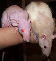 The names below showcase precisely these characteristics: Difference Between Pink Eyes And Red Eyes