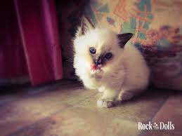 Chaton Ragdoll Seal Point Mitted Chatons Ragdoll Ragdoll Chats Et Chatons