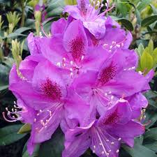 From a technical standpoint, rhododendron flowers are bell shaped and have ten or more stamens, while azalea blooms are typically funnel shaped and have five stamens. Rhododendrons Terra Viva Home Garden