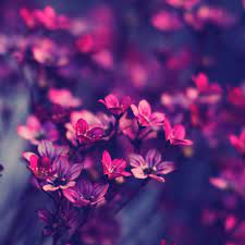 Flowers Violet Wallpaper Purple Flowers Wallpaper Purple Wildflowers Most Beautiful Flowers