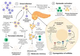 Microorganisms | Free Full-Text | Viruses and Type 1 Diabetes: From  Enteroviruses to the Virome