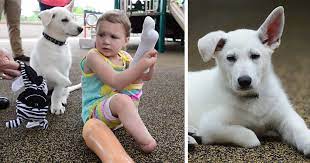 It's a piece of equipment used to show activity and functioning in the body at a cellular level using radiation. 3 Year Old Girl Without Feet Receives A Puppy Without A Paw Bored Panda