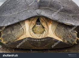 46,732 Turtle Head Images, Stock Photos & Vectors | Shutterstock
