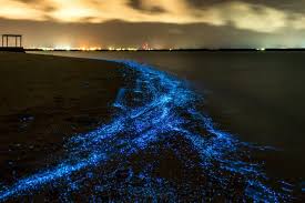 26 صورة ستجعلك ترغب السفر إلى جزر المالديف Sea Of Stars Natural Phenomena Natural Wonders