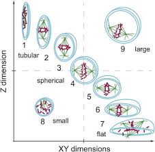 Because each resultant daughter cell should be genetically identical to the parent cell, the parent cell must make a copy of each. Exploring The Function Of Cell Shape And Size During Mitosis Sciencedirect