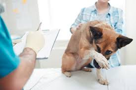 How You And Your Vet Can Prepare Your Pup For Vet Visits Dogs Dog Illnesses Sick Dog Dog Health