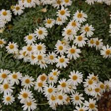 Image result for Eriosema robinsonii