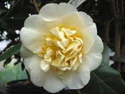 Camellia Japonica Jury S Yellow Camellia Beautiful Flowers Flowers