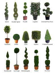 Combined, the dowel rod and sticksl look just like a real boxwood stem. Topiary That S Another Story I Love It It Makes Me Think Of European Gardens Including Our Own British Ones Topiary Garden European Garden Plants