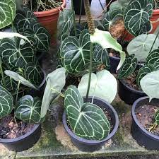 Anthurium clarinervium for sale at pudora shop with secure payment (paypal). Anthurium Clarinervium For Sale Furniture Home Living Gardening Plants Seeds On Carousell