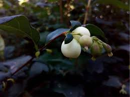 American native whose wintertime leafless stems are blanketed by bright berries birds adore. How To Grow And Care For Snowberry Plant Symphoricarpos Albus Florgeous