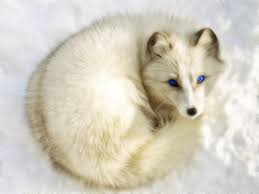 Arctic Raposa Foxes Wallpaper 40455191 Fanpop