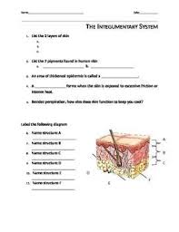 Worksheet Over The Integumentary System Includes Diagram Of The Human Skin To Label A Integumentary System Integumentary System Activities Medical Terminology