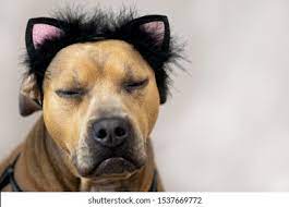 Dog Dressed Cat Images Stock Photos Vectors Shutterstock