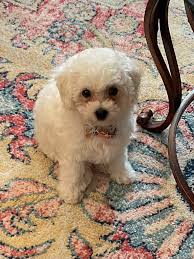 Hi, I'm looking for advice. My 6 year male Bichon-Teddy has always had  anxiety, it's got worse over the past couple of years and he's even stopped  going for walks. His vet